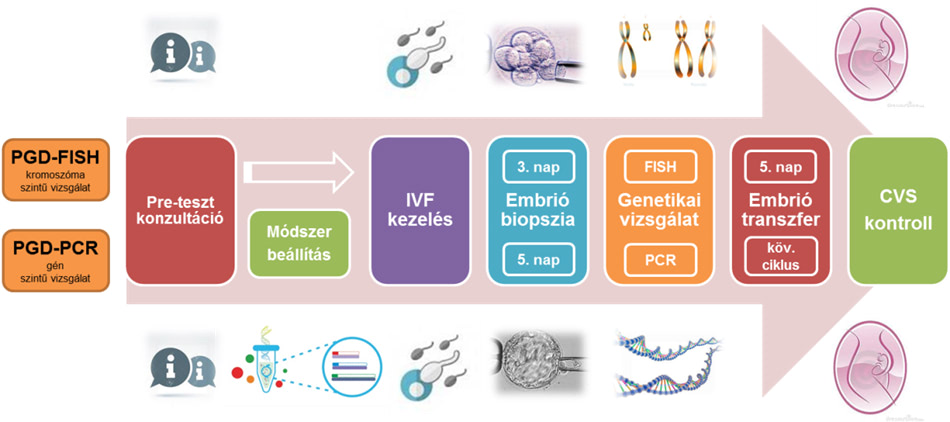 Az embriókon végzett genetikai teszt folyamata: PGD-től az IVF-ig