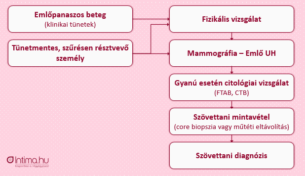 Emlőrák diagnosztika - Intima.hu