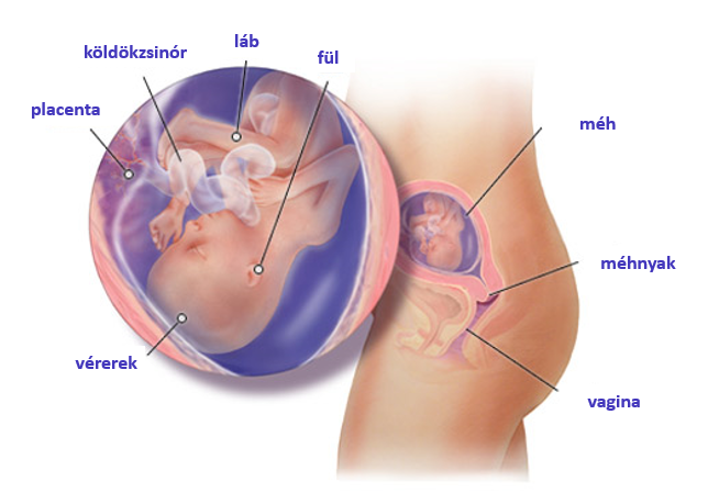 súlycsökkenés a 18. terhességi héten)