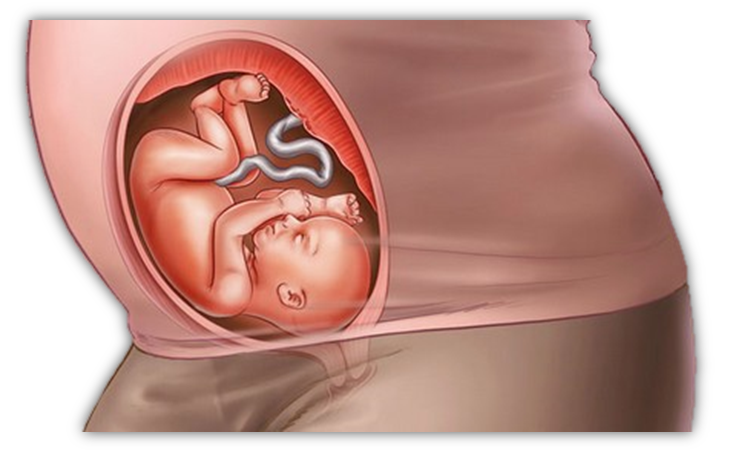 Terhesség hétről-hétre: hét Terhesség 24 hét visszér