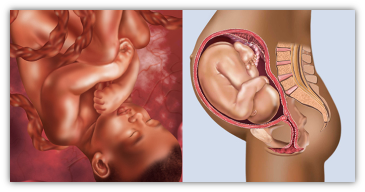 Fogyás 38 hetes terhes. A terhesség hétről hétre: Mi történik a babával és a mamával? | Hello Tesco