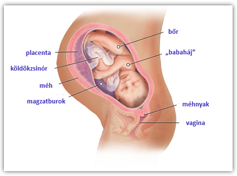 A terhesség 39. hete visszér)