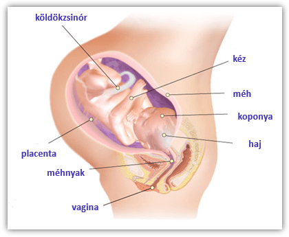petefészekrák vagy terhesség