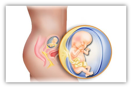 A terhesség hétről hétre: Mi történik a babával és a mamával? | Hello Tesco