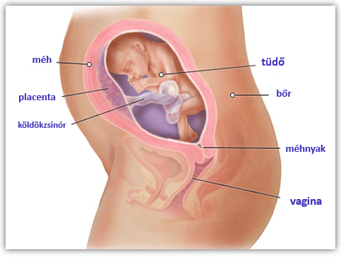 Terhesség 24. hét - nagyobb képért kattints ide!